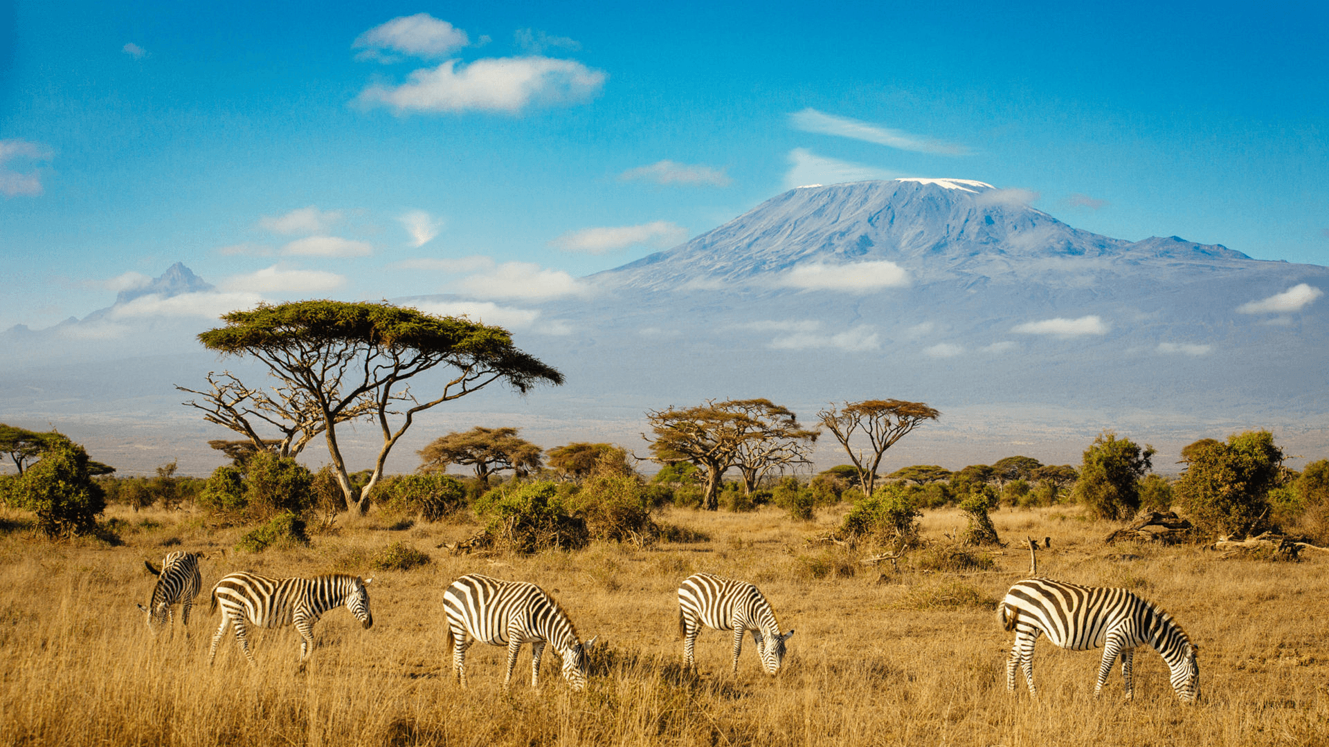 Zebras on the Tanzanian savanna beneath Mount Kilimanjaro